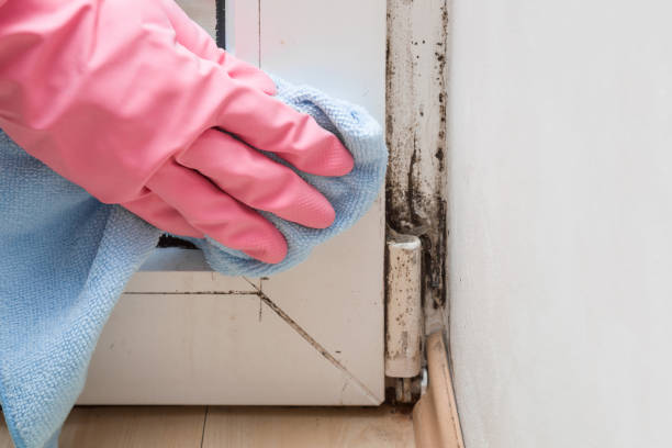 Best Crawl Space Mold Remediation in Lansdowne, MD